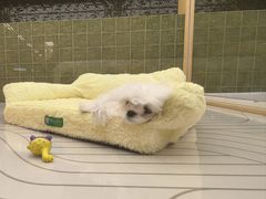 -帕帕拉兹宠物(亚洲旗舰店)