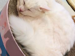 -Heymao猫咖.咖啡厅(东门店)