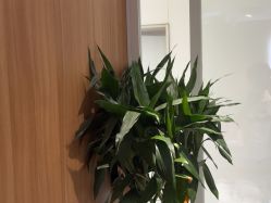 点击看大图 -京世沙龙