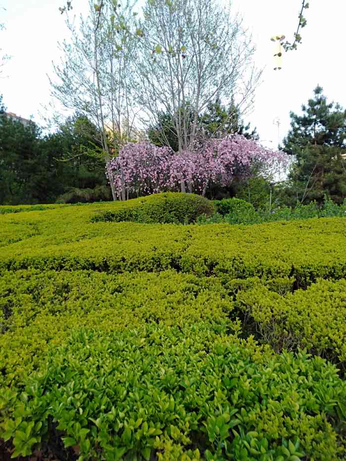 元南公园-"于石家庄市市委对面.环境优美,有荷花塘."-大众点评移动版