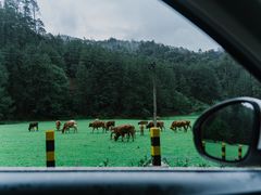 -大浪坝森林公园