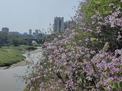 -广东花都湖国家湿地公园