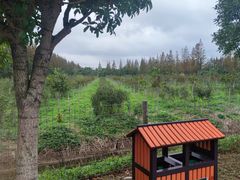 -上海长兴岛郊野公园
