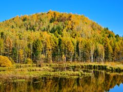 -五营红松林海景区