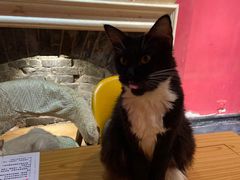 -猫色咖啡·猫咖