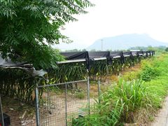 -北岐滩涂