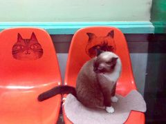 -猫咪博物馆(顶澳仔猫街店)