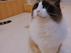 -Catmate·猫肥家润(金润铂宫店)