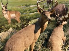 -陕西自然博物馆