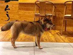 -柴务处·柴犬主题狗咖