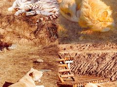 -石家庄市动物园