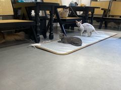 -琪喵猫屋·撸猫猫咖·猫舍