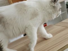 -平行世界·猫咖(首经贸店)