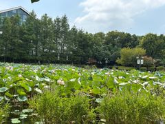 -金银湖国家城市湿地公园
