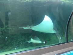 -悉尼海洋生物水族馆