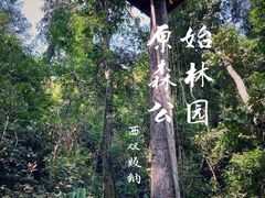 -西双版纳原始森林公园