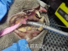 -立德动物医院·重症转诊·24H夜诊·CT·心脏彩超(顺德中心分院)
