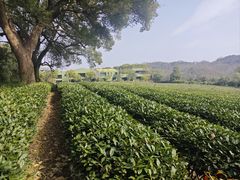 -中国茶叶博物馆(双峰馆区)