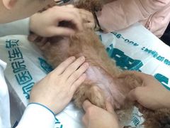 -瑞派宠物医院·24h·骨外科·皮肤科·全科宠物医疗转诊中心(沈阳浑南院)