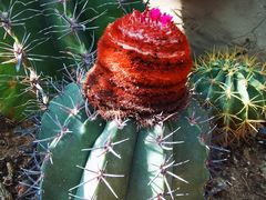 -国家植物园南园