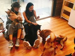 -柴犬高等学院·狗咖·柴犬售卖·宠物训练