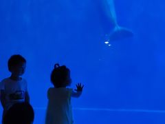 -芜湖新华联大白鲸海洋公园