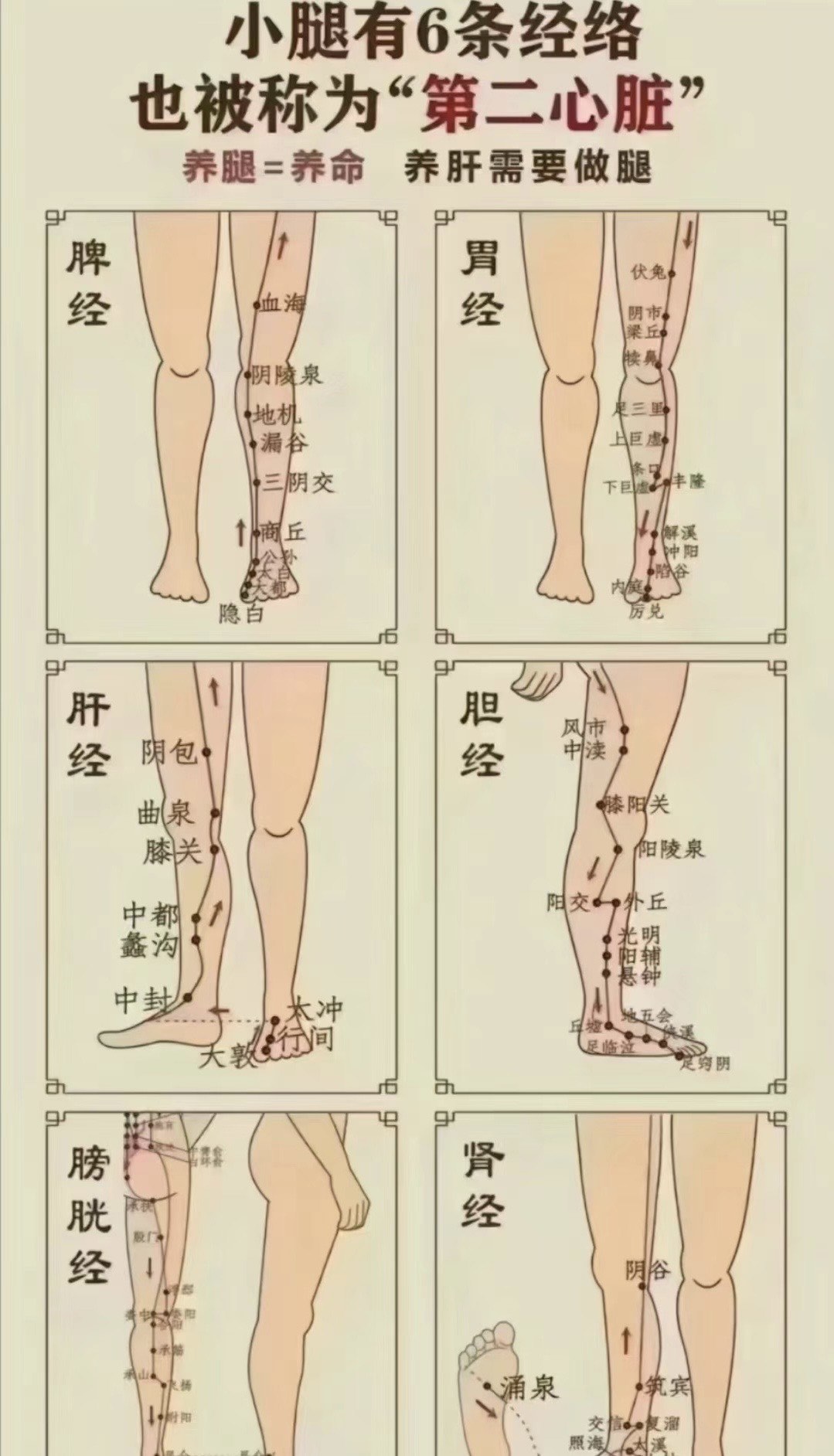 脾经经络图走向起始点图片