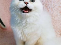 -十年猫舍·猫咪专门店(普陀店)
