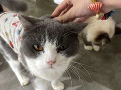 -more than meow吴止猫主题餐厅(承德 中船汇店)