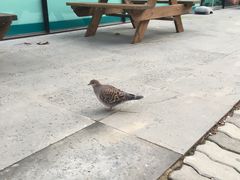 -汉拿树木园