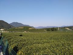 -龙坞茶村