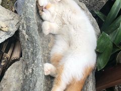 -喵屿·大理花园猫咖