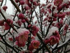android_upload_pic-香雪海