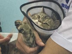 -中农大我爱我爱24h动物医院·中医针灸·猫专科·骨科医疗中心(双井店)