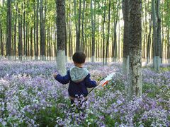 -苏家坨柳林村二月兰花海