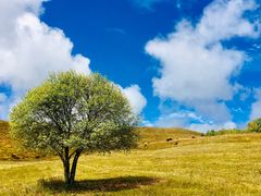 -塞罕坝国家级自然保护区