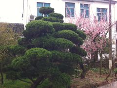 -香雪海