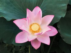 -荔湾湖公园