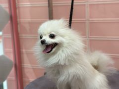 -FAELING PETS美天灵宠物(合生汇店)