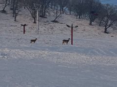 -神鹿雪场