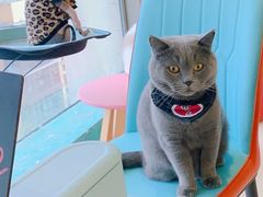 -猫在这儿猫咪咖啡馆·撸猫馆