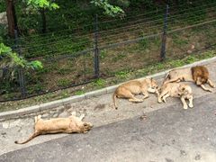 -大连森林动物园