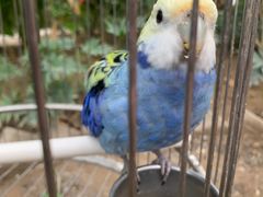 -南宫五洲植物乐园