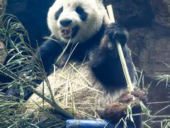 -石家庄市动物园