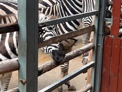 -泉州海丝野生动物世界