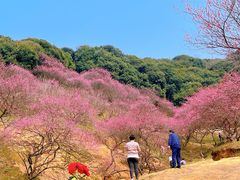 -新建村梅花