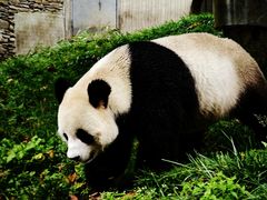 -卧龙中华大熊猫苑神树坪基地