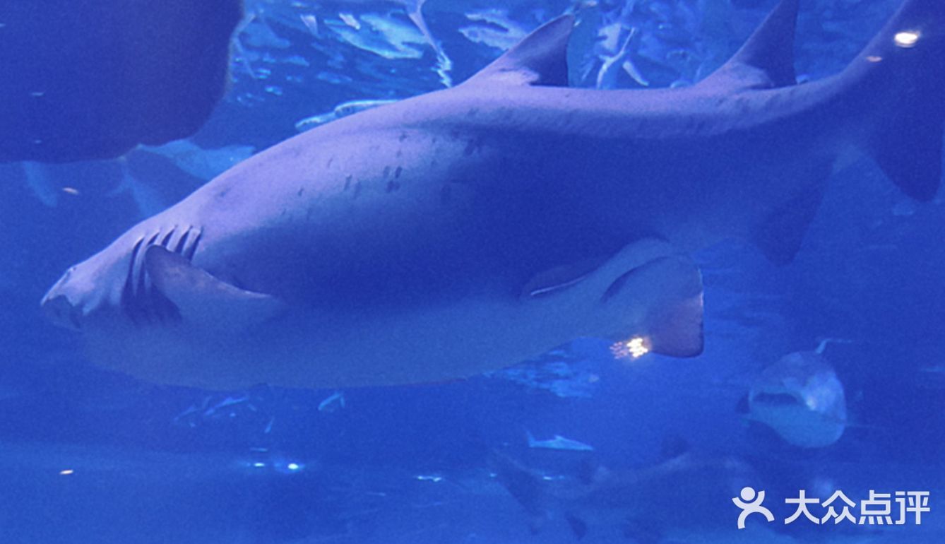五一游玩‖武汉海昌极地海洋公园