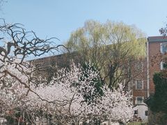 -桃花堤公园