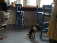-喜柴咖啡·柴犬狗咖